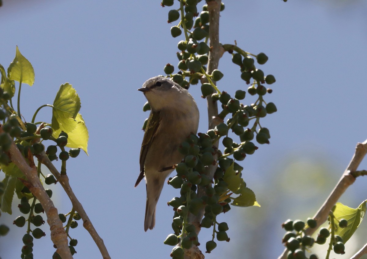 Tennessee Warbler - ML445963461