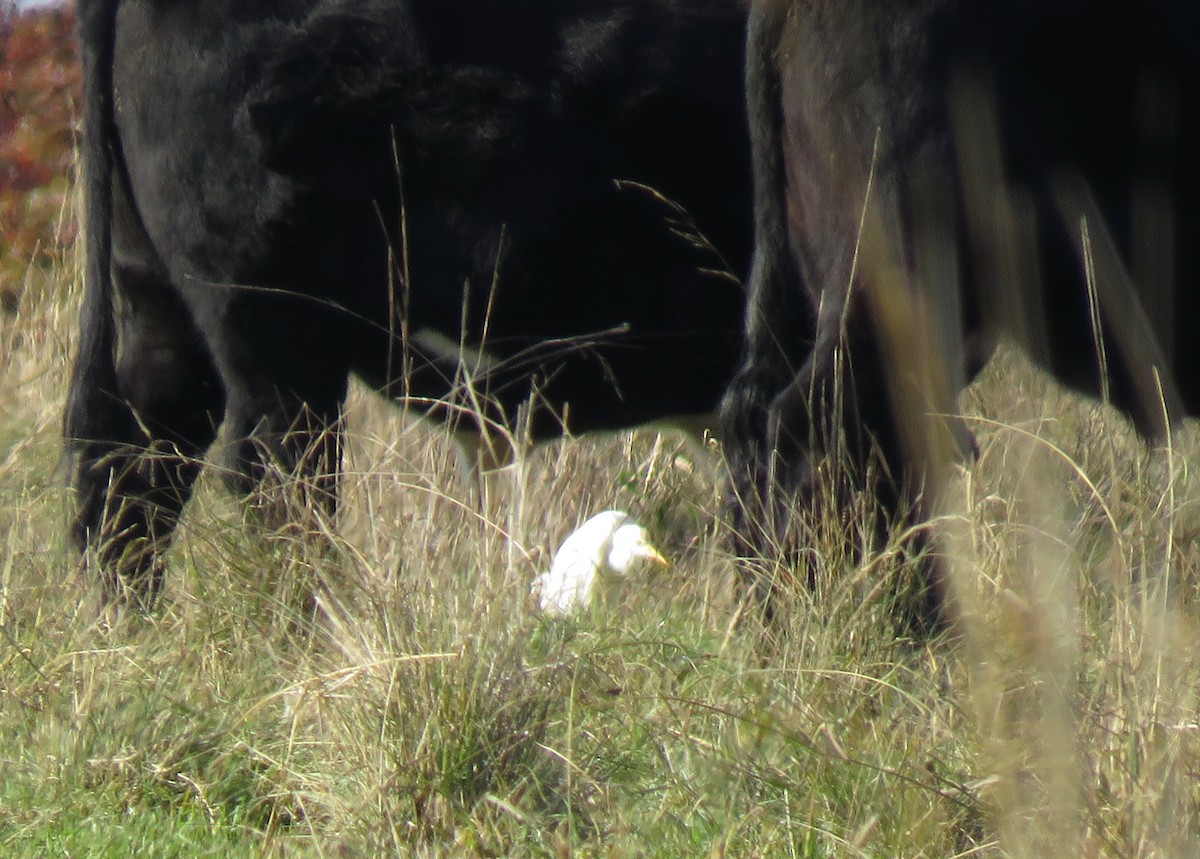 Eastern Cattle Egret - Tony Willis