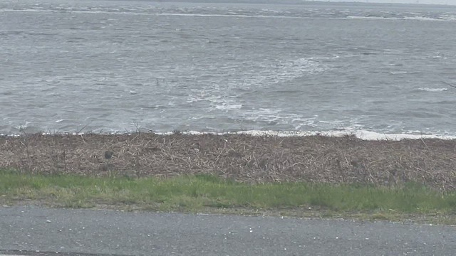 Râle tapageur - ML445963811