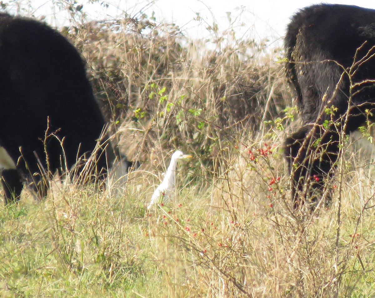 Eastern Cattle Egret - ML445963871