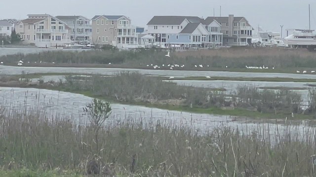 Ibis blanc - ML445964431