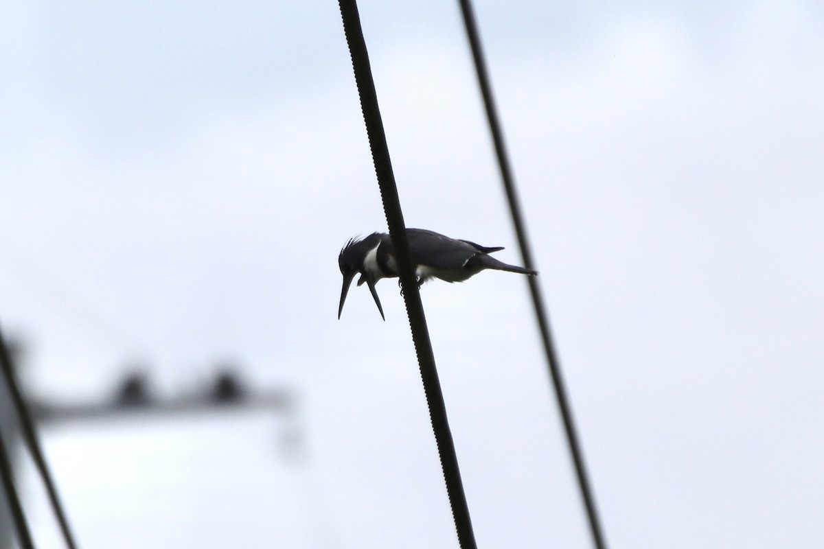 Belted Kingfisher - ML445964931