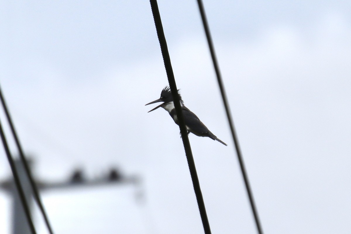 Belted Kingfisher - Jin Bai