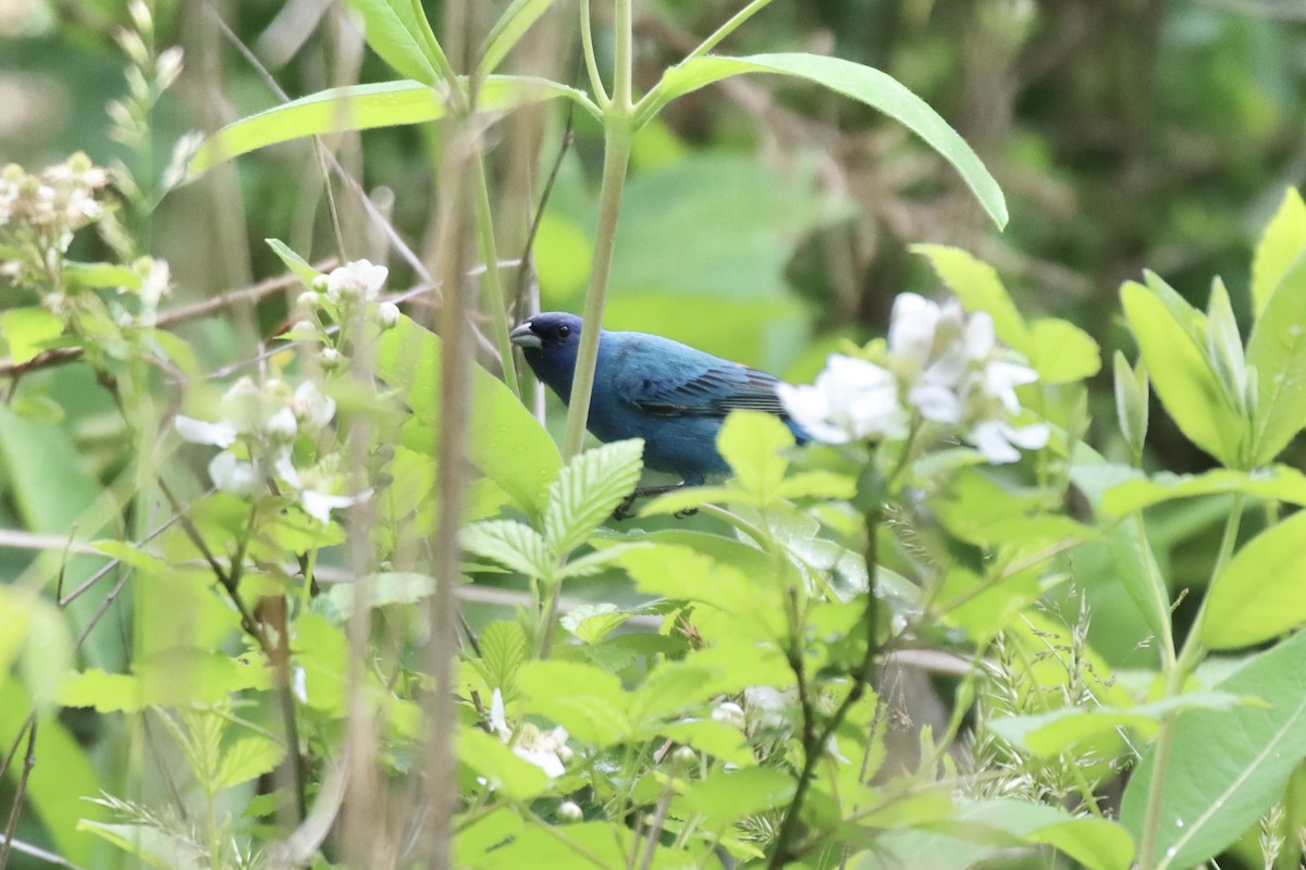 Indigo Bunting - ML445965381