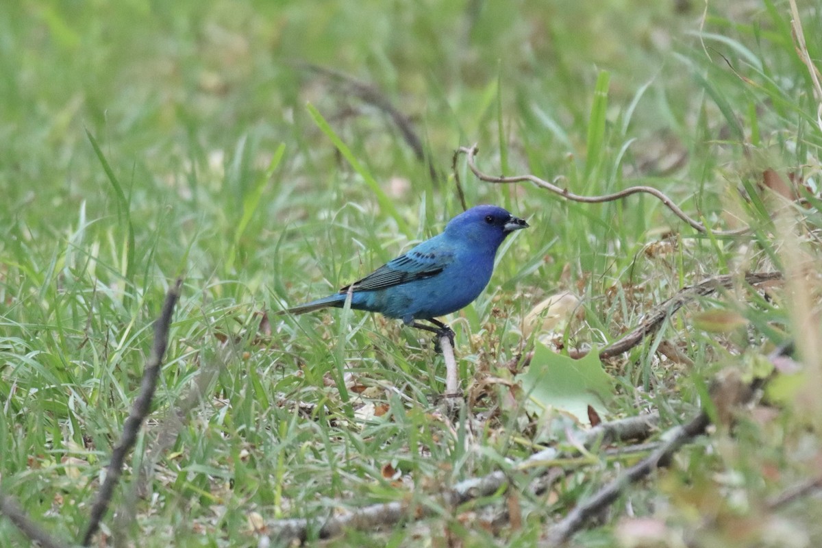 Indigo Bunting - ML445965401