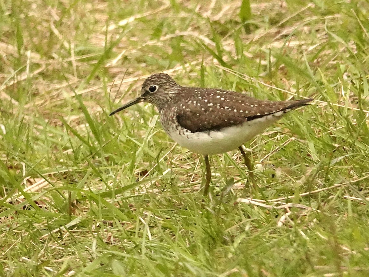 Solitary Sandpiper - ML445966221