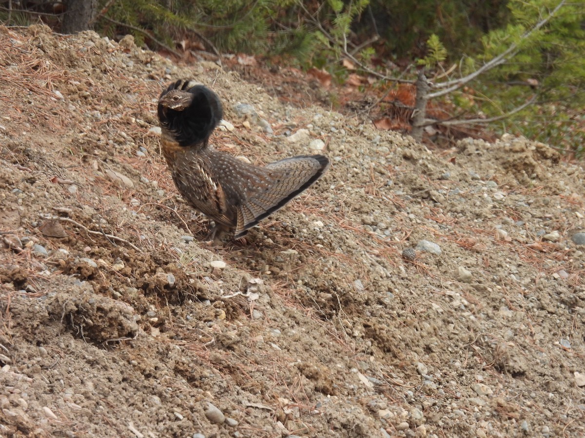 Ruffed Grouse - ML445966611