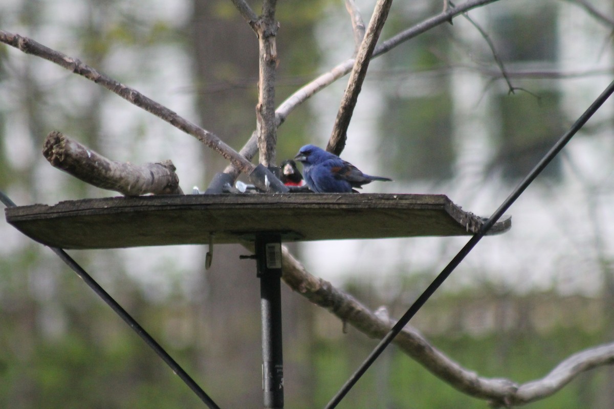 Blue Grosbeak - ML445966801