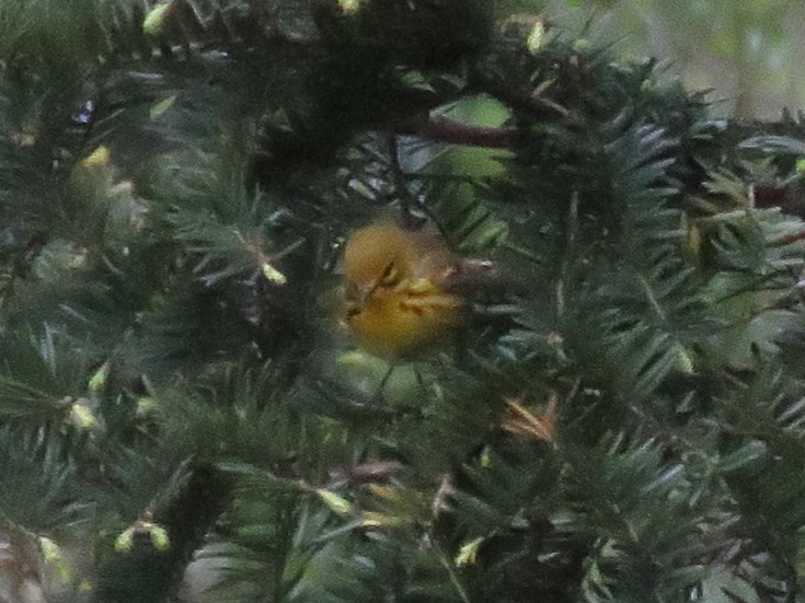 Prairie Warbler - Richard Fleming