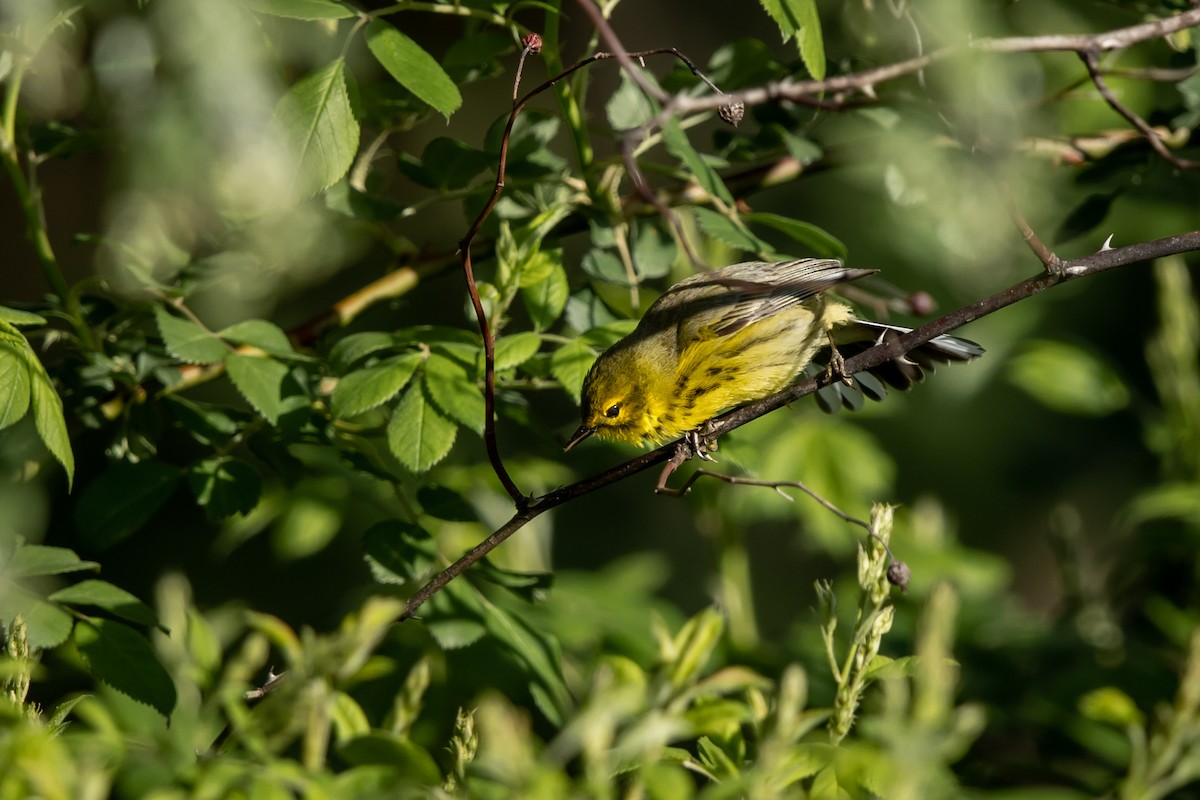 Prairie Warbler - ML445967191