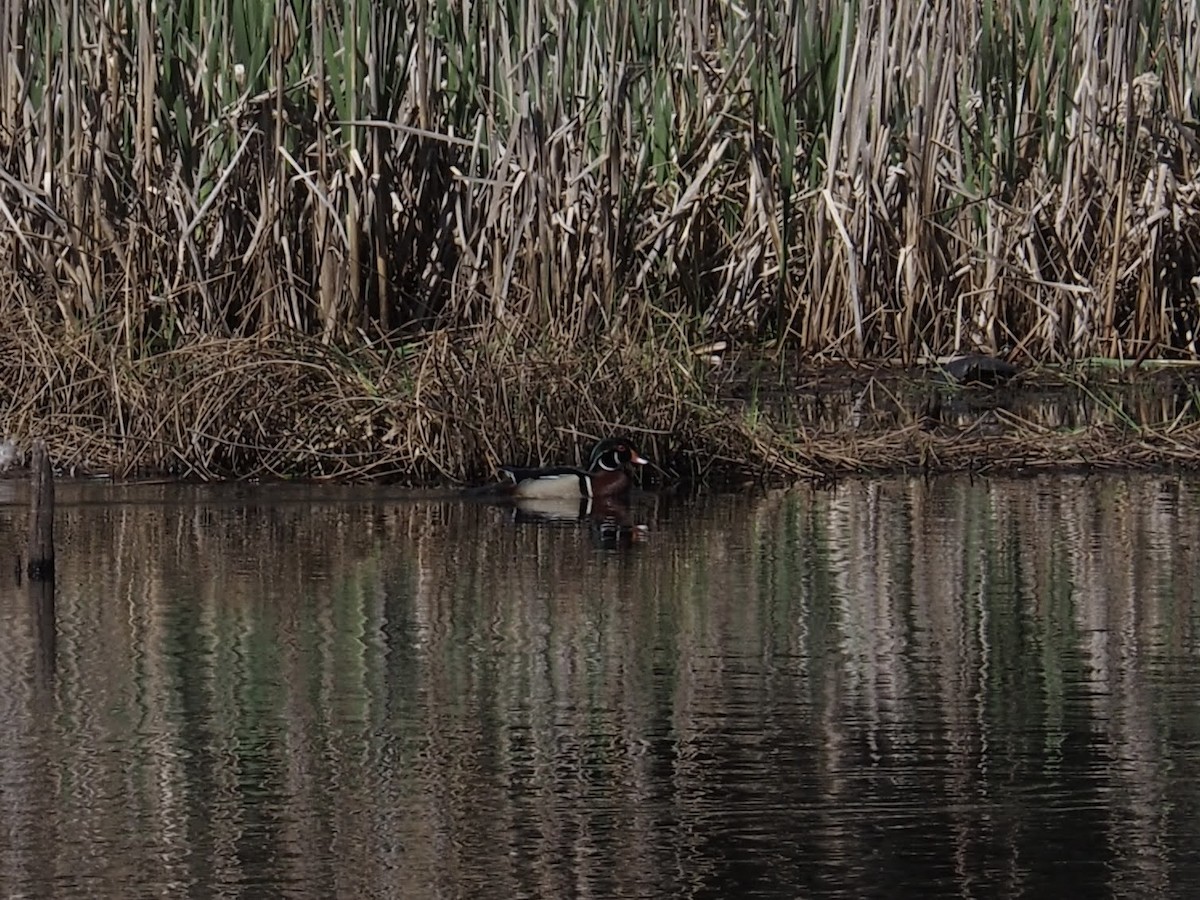 Wood Duck - ML445968081