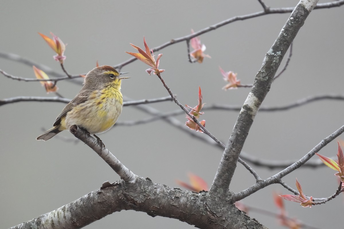 Palm Warbler (Western) - ML445969851