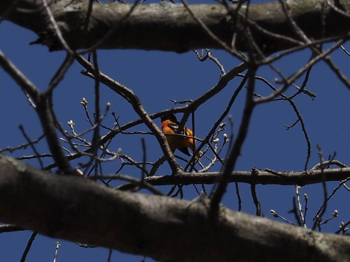 Baltimore Oriole - Victoria Stento