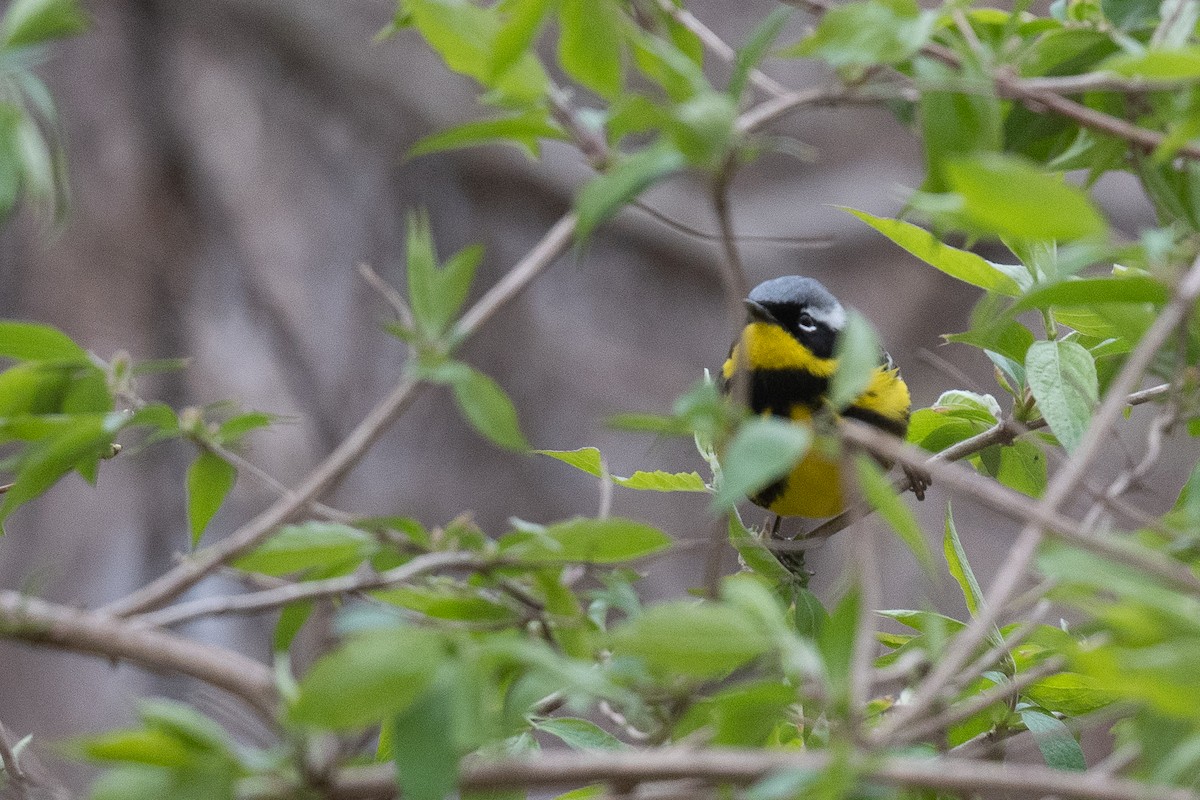 Magnolia Warbler - ML445969881