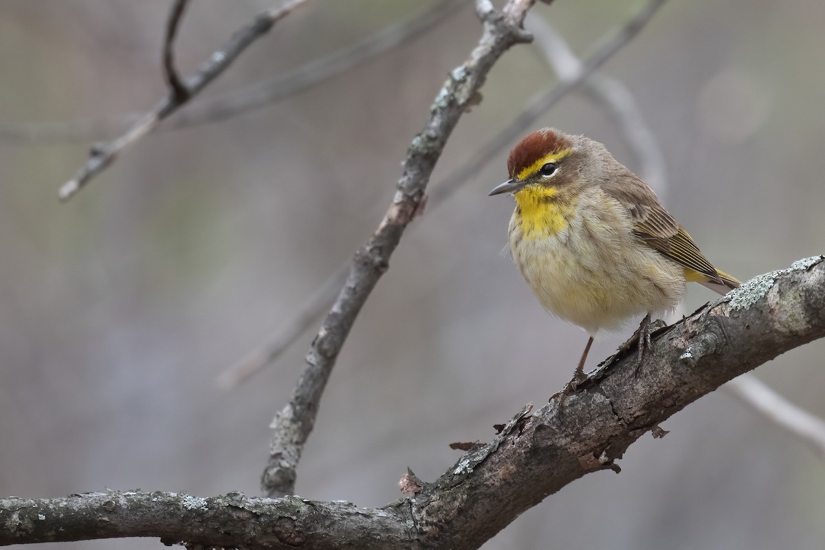 lesňáček bažinný (ssp. palmarum) - ML445970721