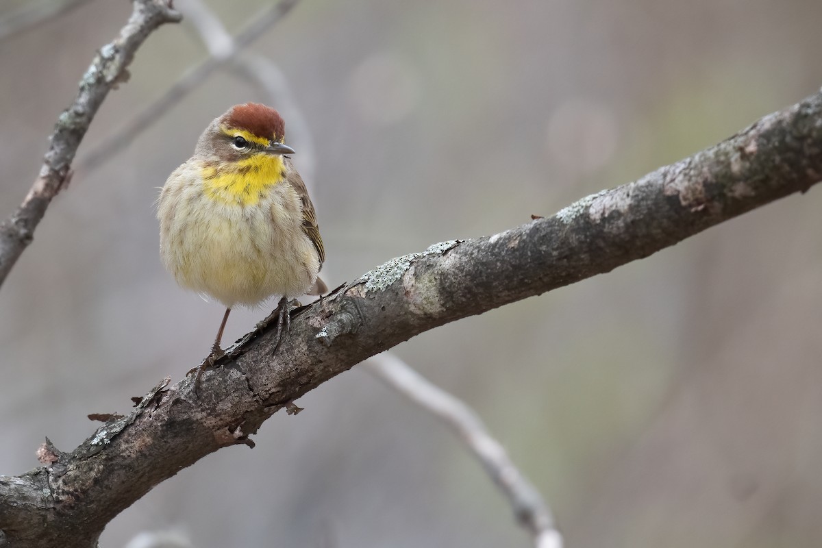 lesňáček bažinný (ssp. palmarum) - ML445970731