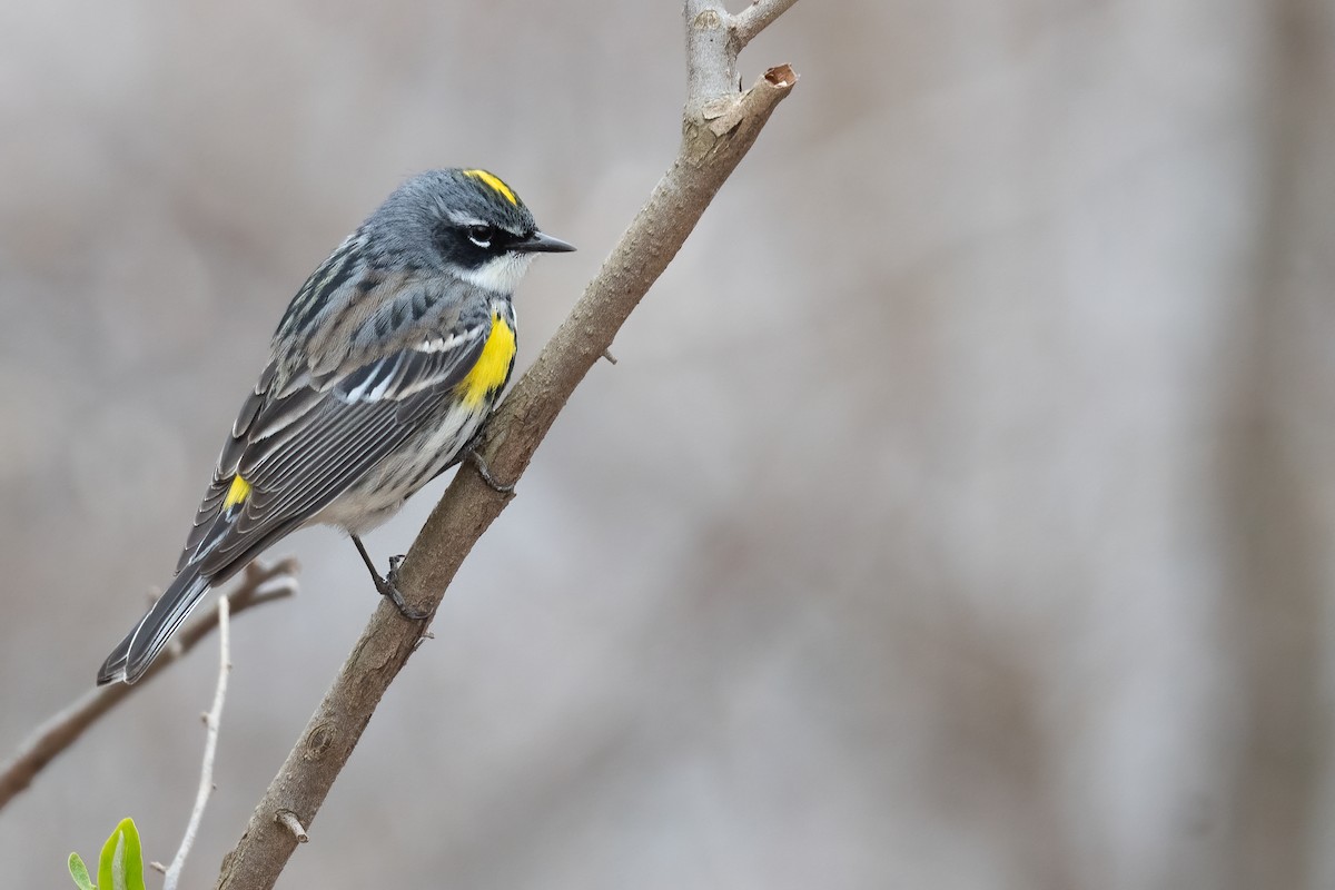 Yellow-rumped Warbler (Myrtle) - ML445970751