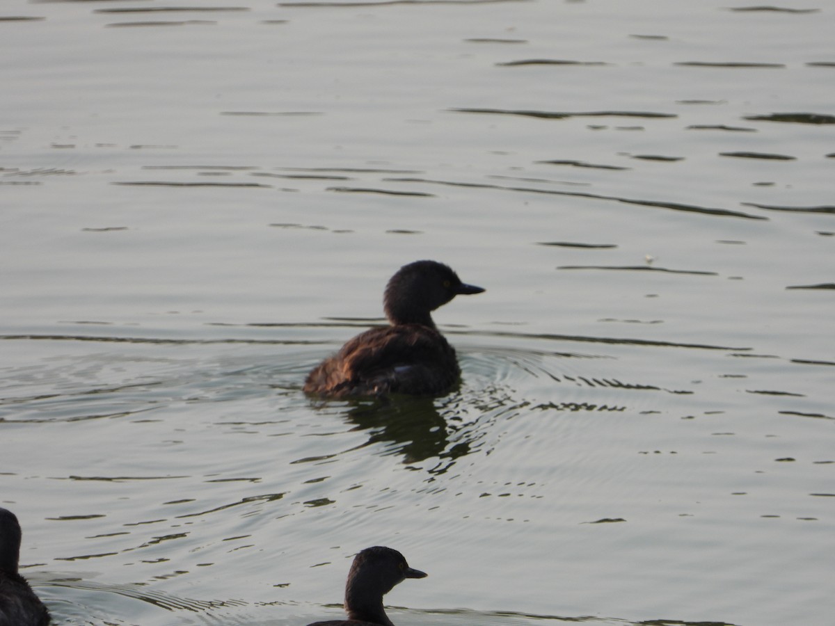 Least Grebe - ML445971251