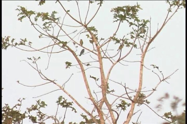 Plumbeous Seedeater - ML445972