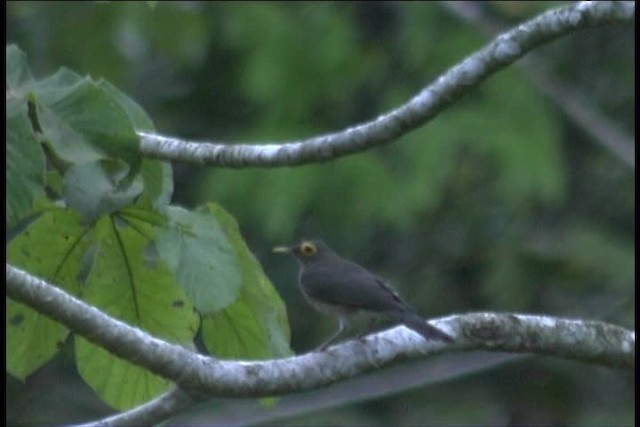 Spectacled Thrush - ML445974