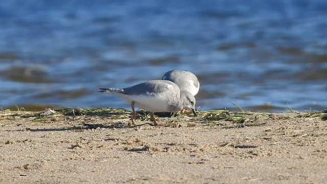 Magellanic Plover - ML445974311