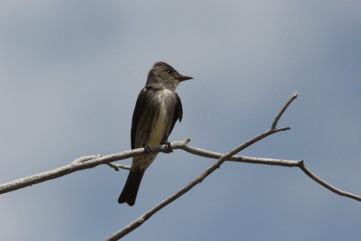 Olive-sided Flycatcher - jenny shelton