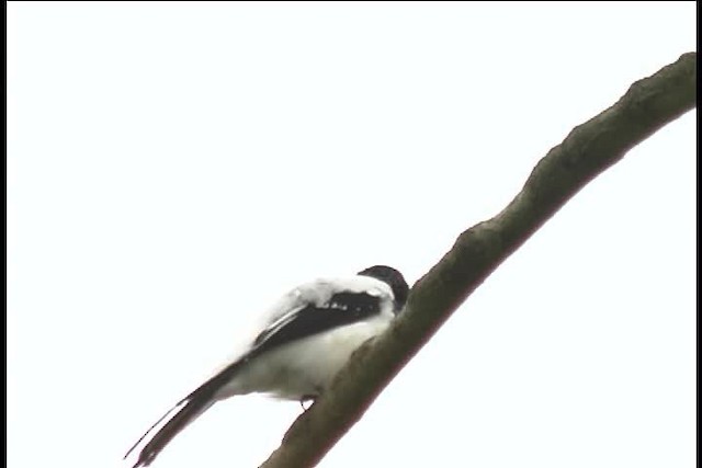 Magpie Tanager - ML445976