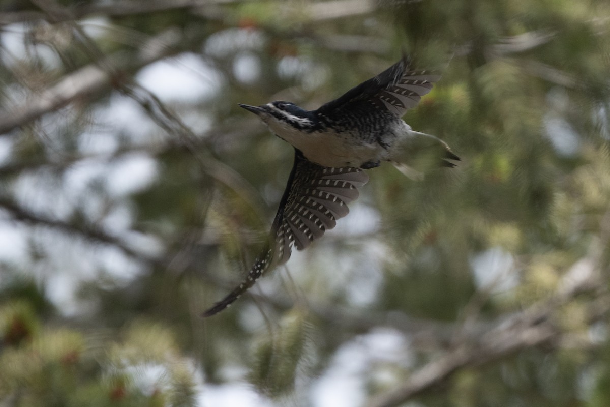 Black-backed Woodpecker - ML445976741