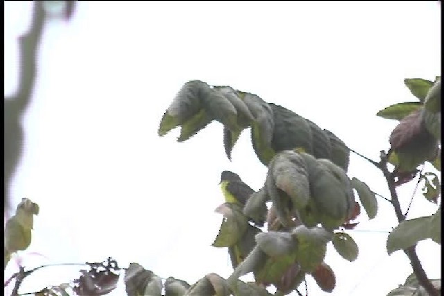 new world flycatcher sp. - ML445978