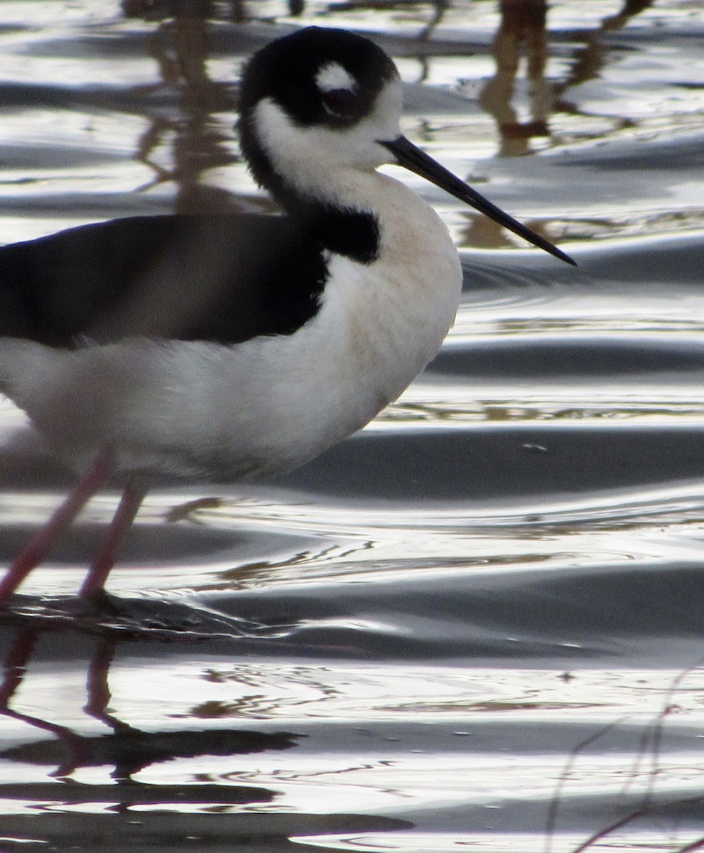 Black-necked Stilt - Brian Thorpe