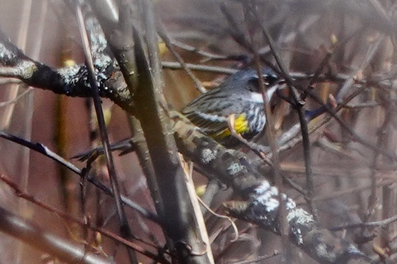 Yellow-rumped Warbler - ML445978931