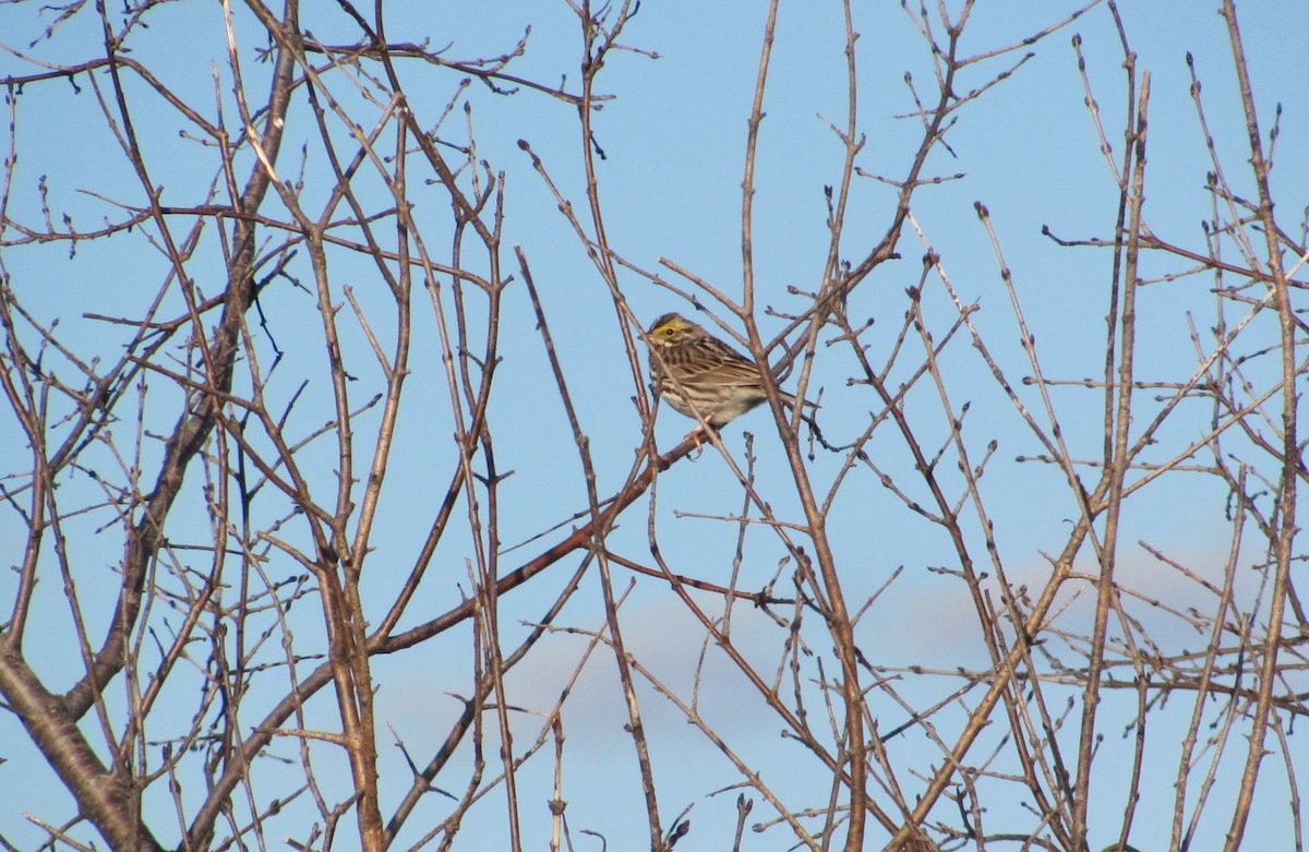 Savannah Sparrow - ML445979851