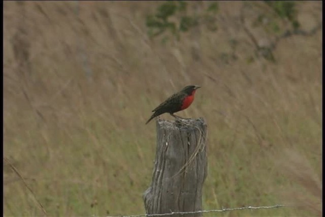 Red-breasted Meadowlark - ML445980