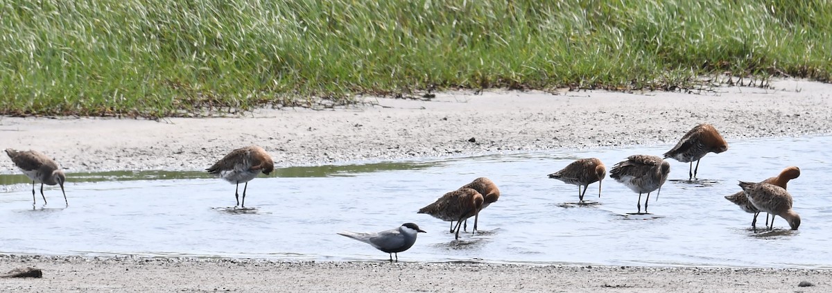 Black-tailed Godwit - ML445980141