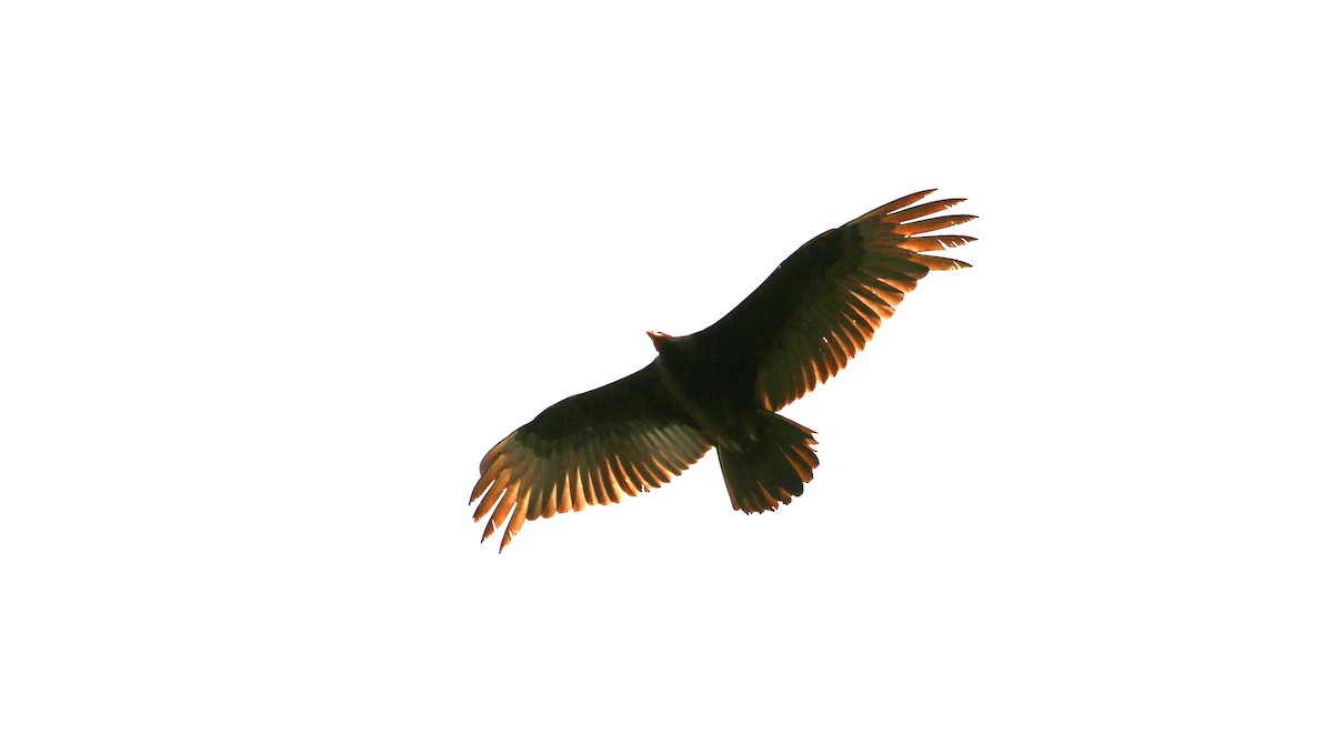 Turkey Vulture - ML445980991
