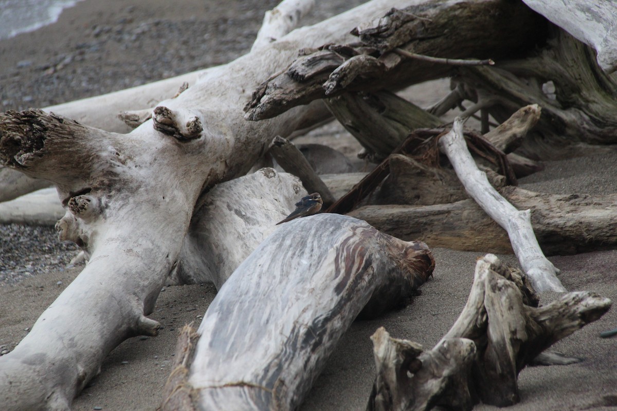 Cliff Swallow - ML445981811