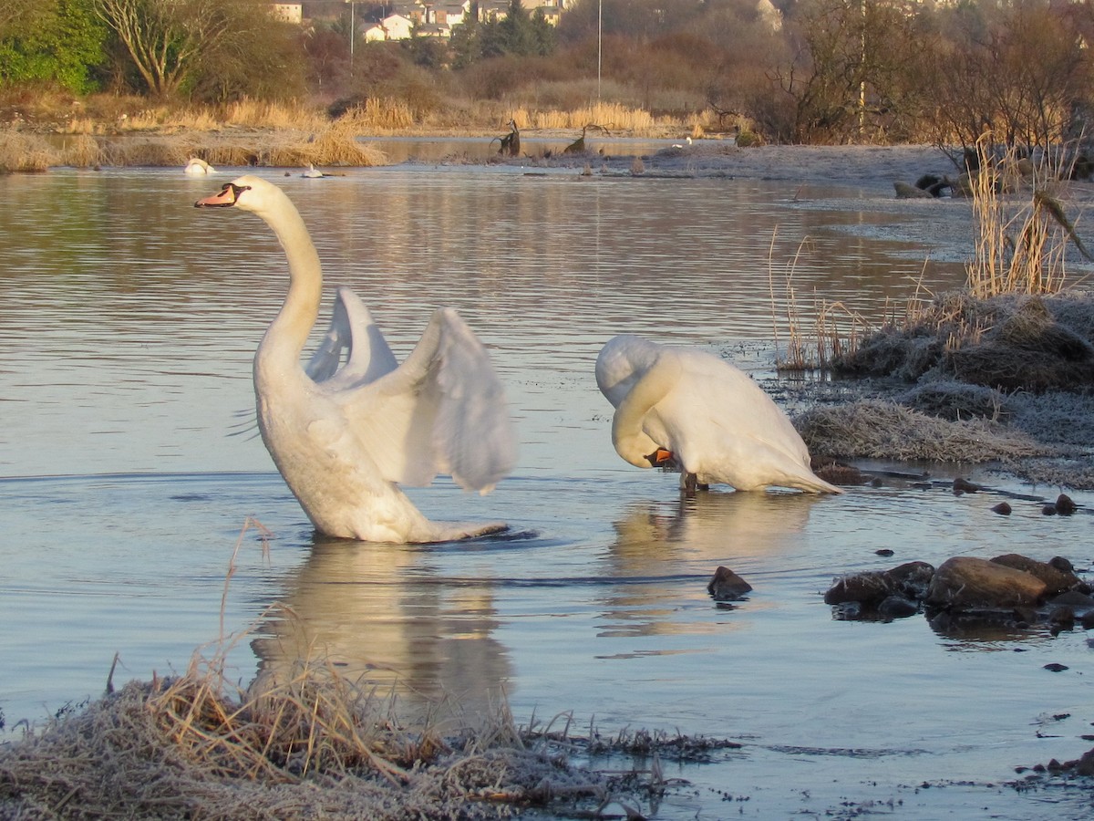 Mute Swan - Bruce Kerr