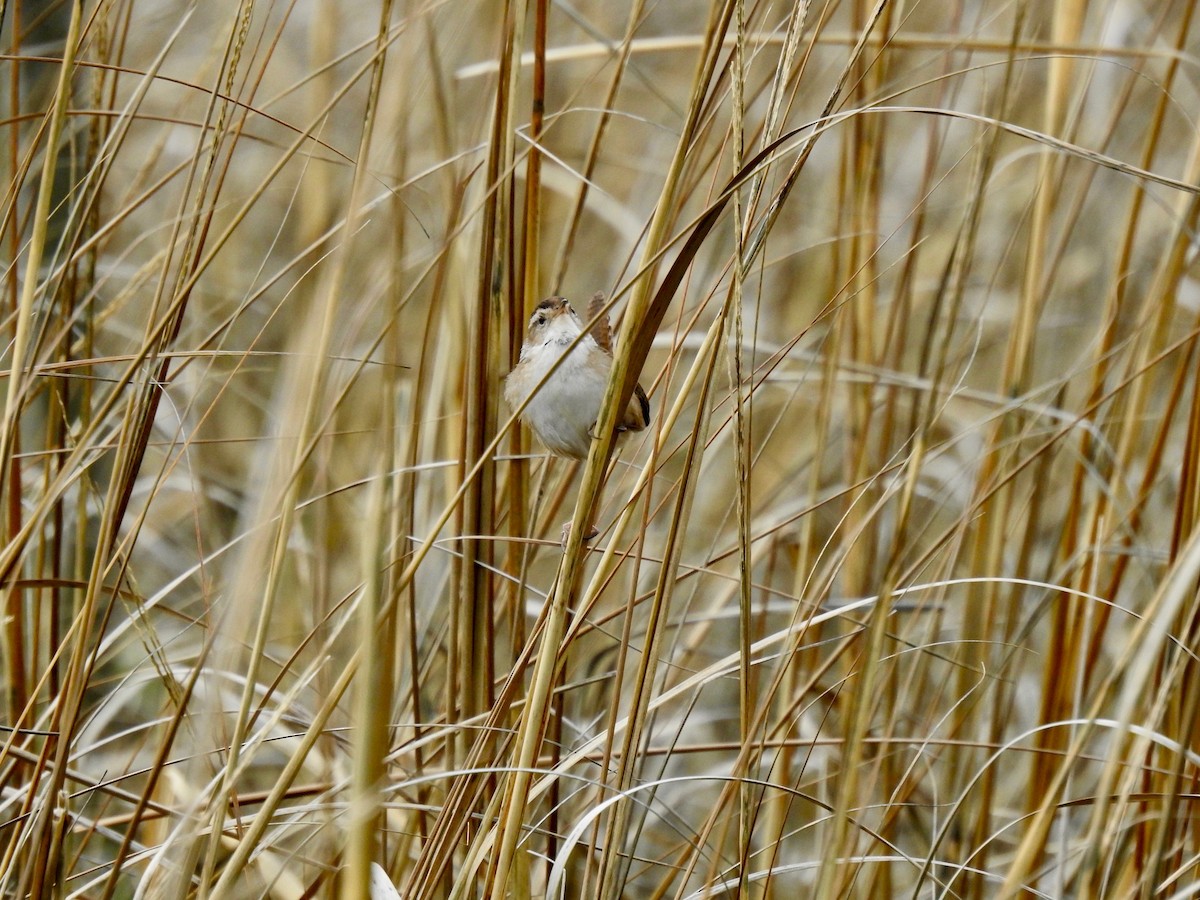 Marsh Wren - ML445982461