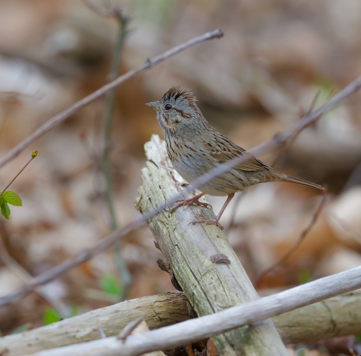 Lincoln's Sparrow - ML445982891