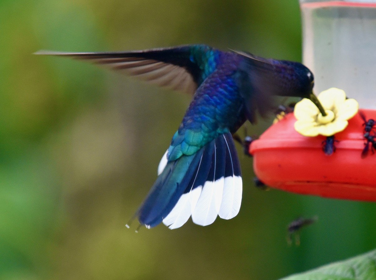 Colibrí Morado - ML445983931