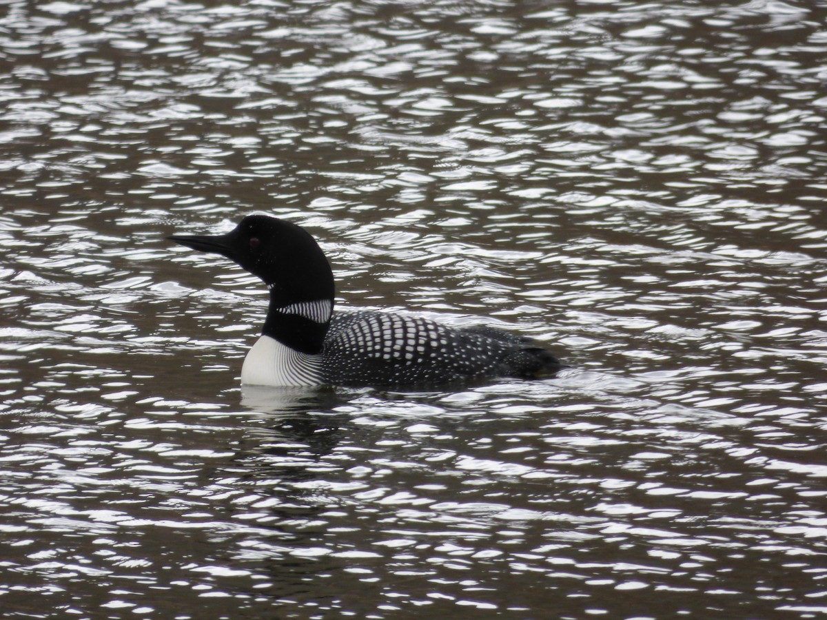 Common Loon - Marsha White