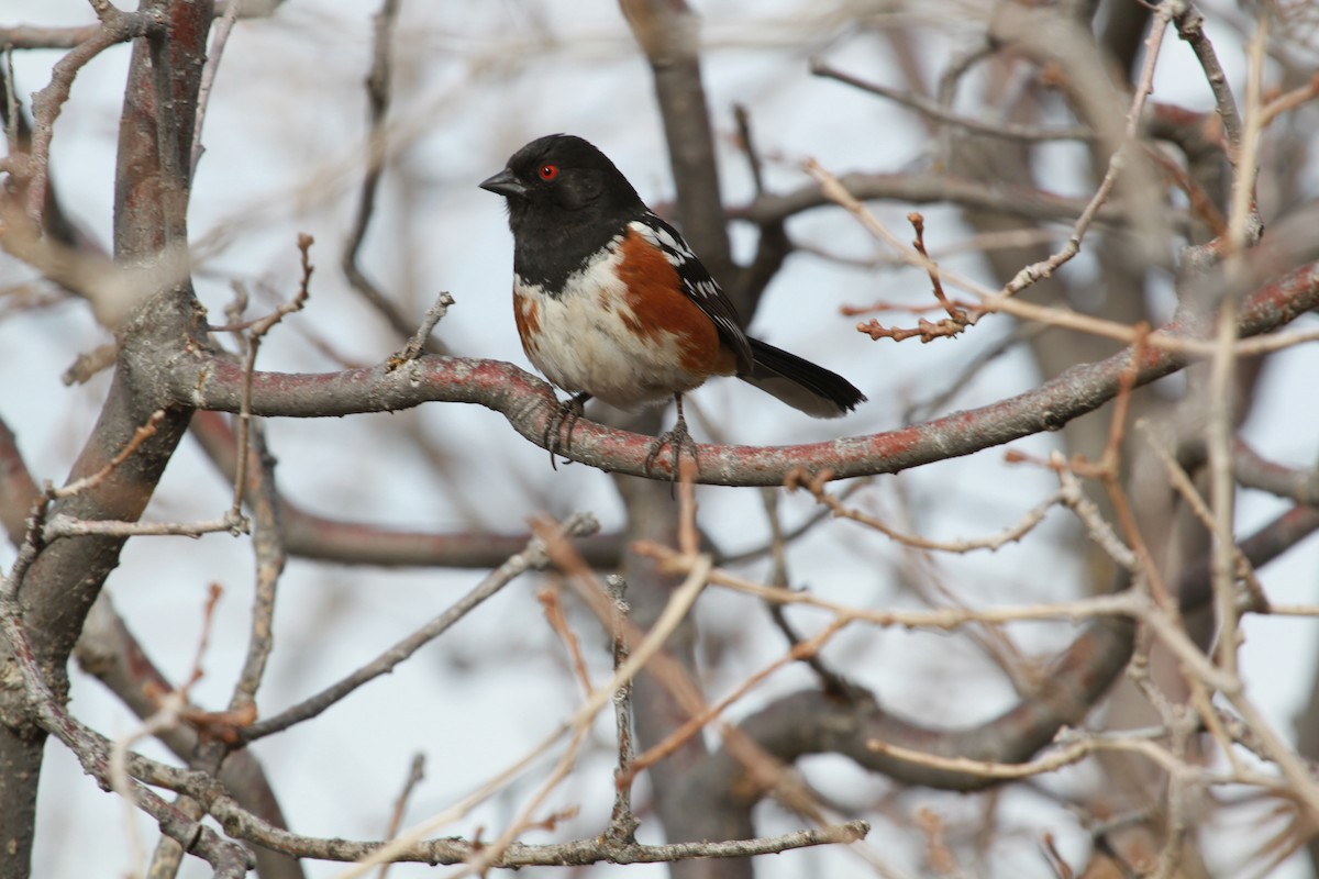 Spotted Towhee - ML445986491
