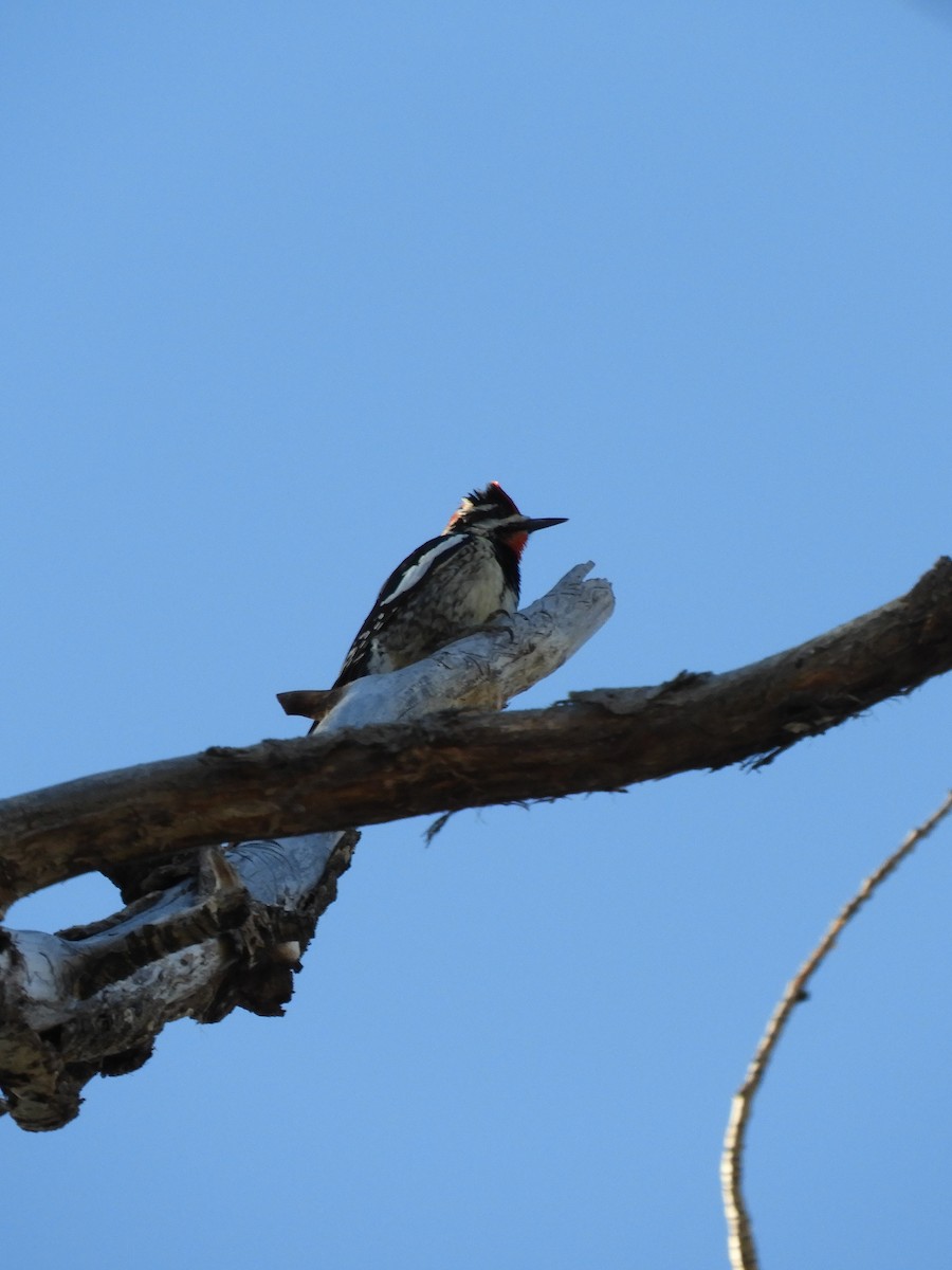 Red-naped Sapsucker - ML445989101