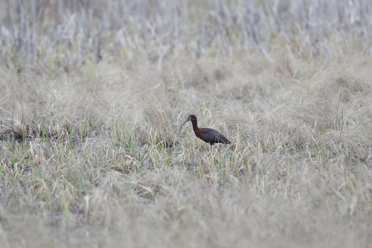 White-faced Ibis - ML445989551