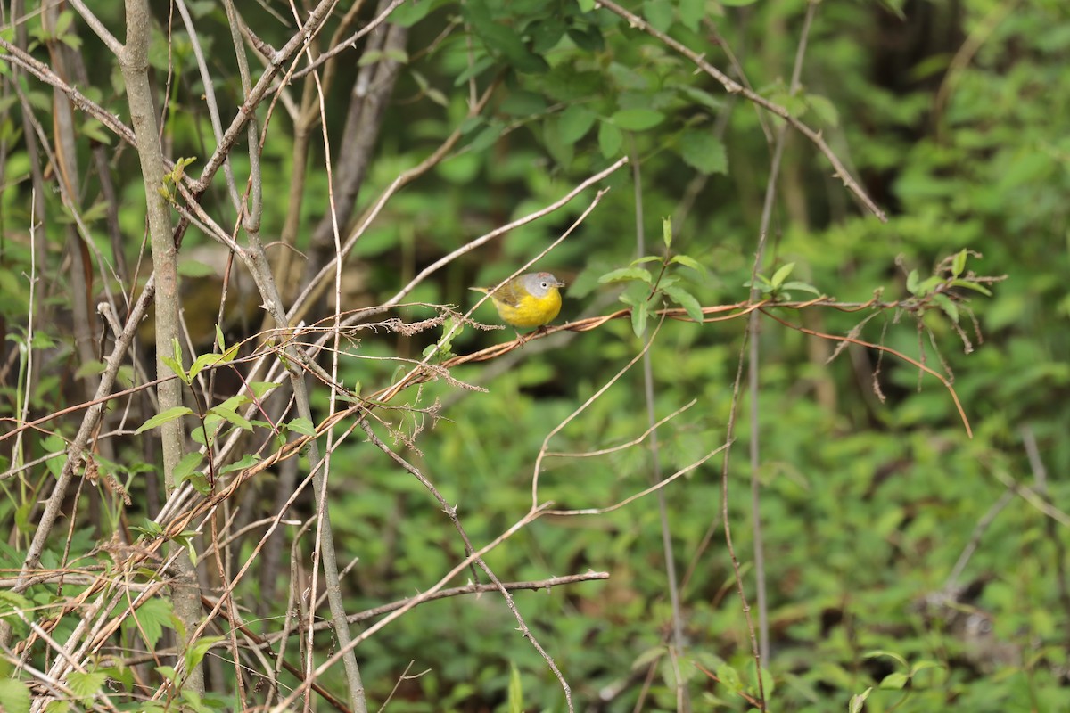 Nashville Warbler - ML445989661