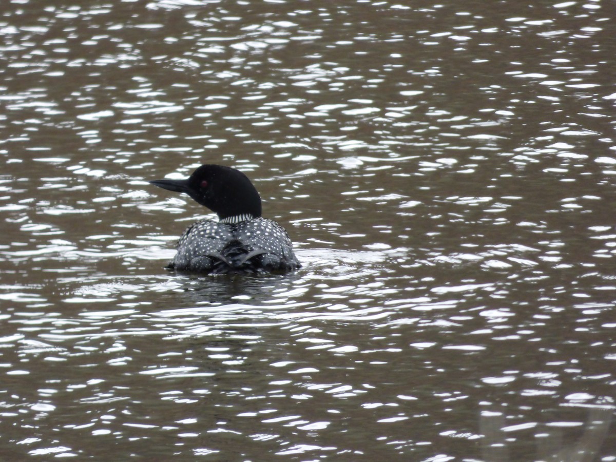 Common Loon - Marsha White