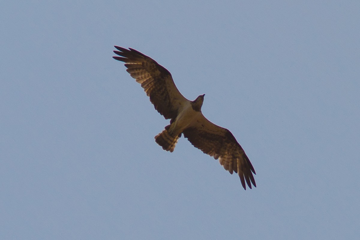 Balbuzard pêcheur - ML44599001