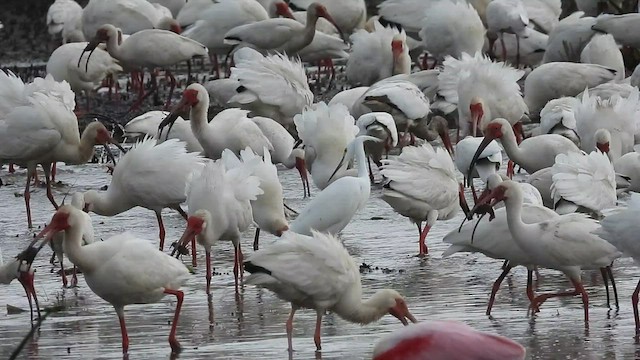 White Ibis - ML445990271