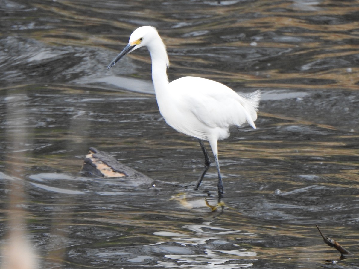 Snowy Egret - ML445990911