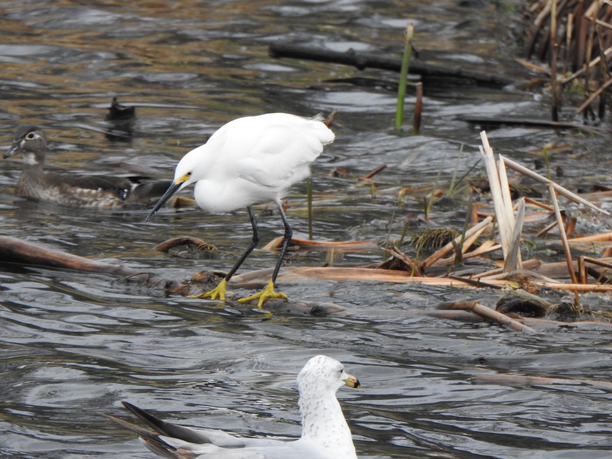 Snowy Egret - ML445991061